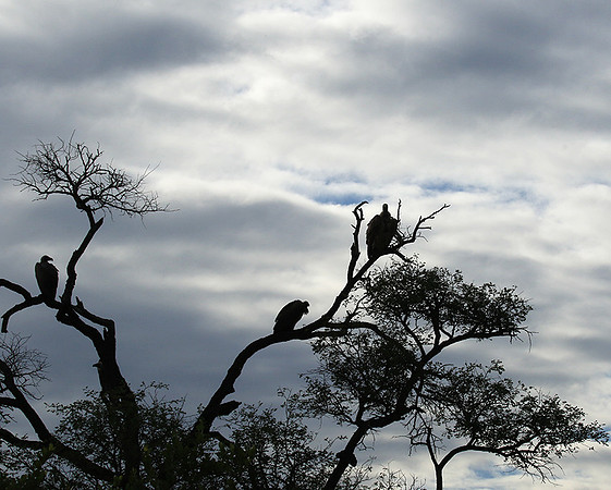 White backed vulture - Mala Mala game reserve