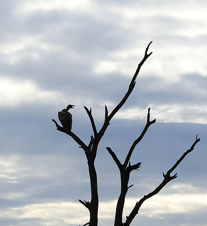 White backed vulture - Mala Mala game reserve