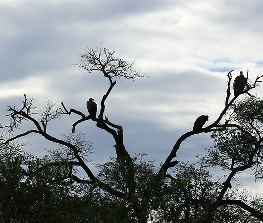 White backed vulture - Mala Mala game reserve