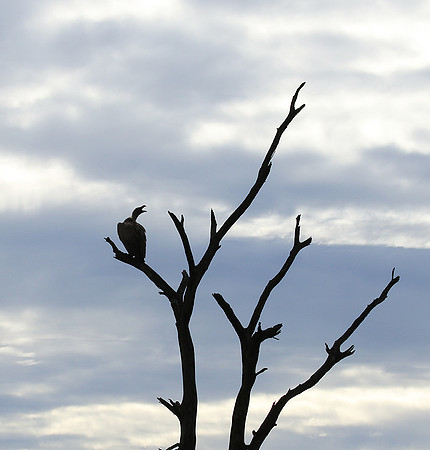 White backed vulture - Mala Mala game reserve