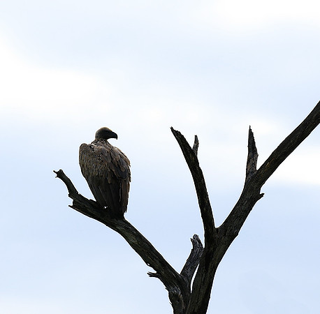 White backed vulture - Mala Mala game reserve