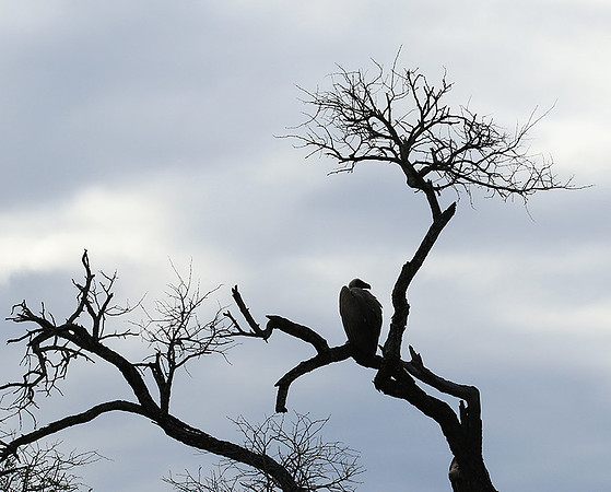 White backed vulture - Mala Mala game reserve