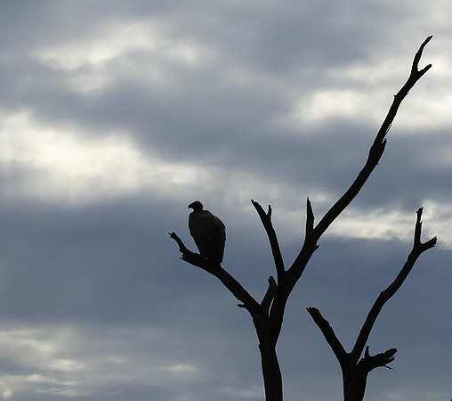 White backed vulture - Mala Mala game reserve