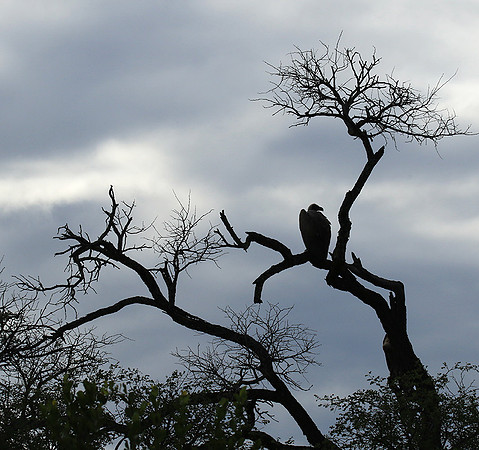 White backed vulture - Mala Mala game reserve