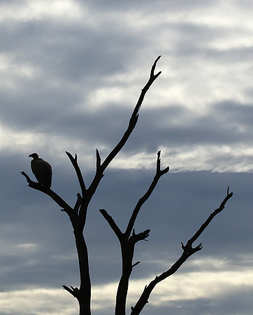 White backed vulture - Mala Mala game reserve