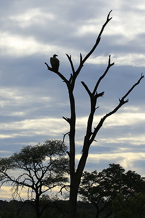 White backed vulture - Mala Mala game reserve