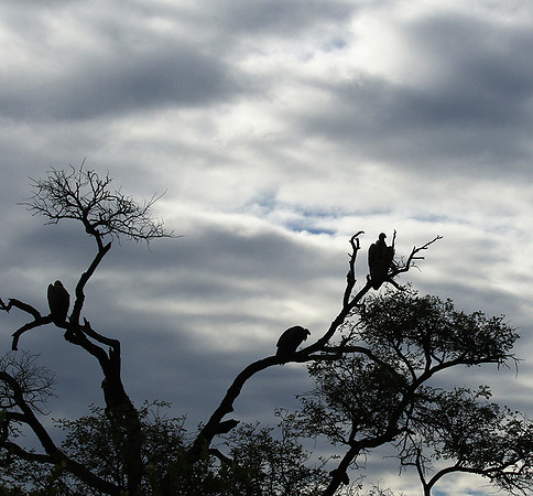 White backed vulture - Mala Mala game reserve