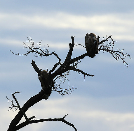 White backed vulture - Mala Mala game reserve
