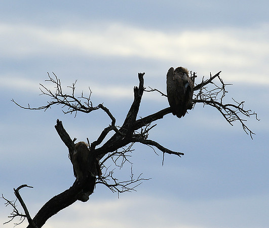 White backed vulture - Mala Mala game reserve