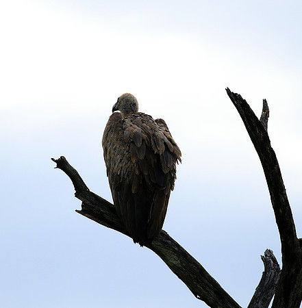 White backed vulture - Mala Mala game reserve