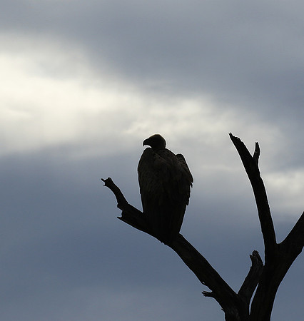 White backed vulture - Mala Mala game reserve