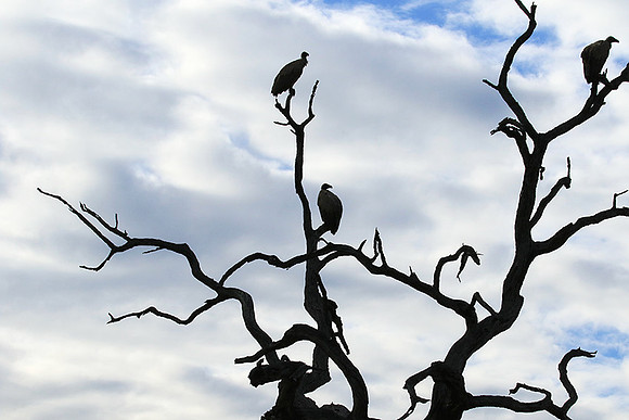 White backed vulture - Mala Mala game reserve