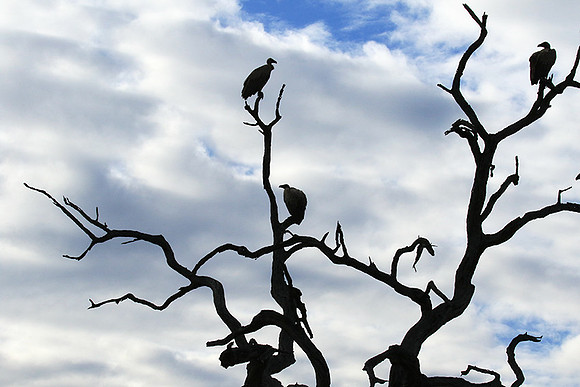 White backed vulture - Mala Mala game reserve