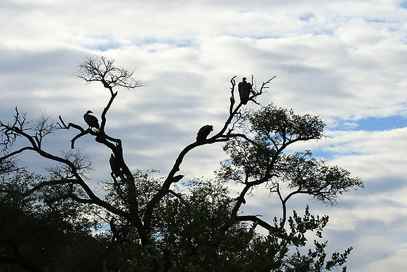 White backed vulture - Mala Mala game reserve