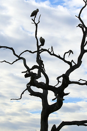 White backed vulture - Mala Mala game reserve