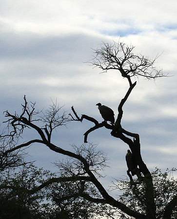 White backed vulture - Mala Mala game reserve