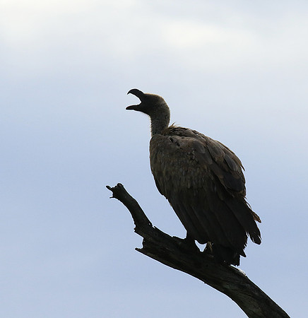 White backed vulture - Mala Mala game reserve