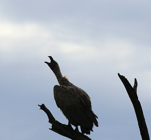 White backed vulture - Mala Mala game reserve
