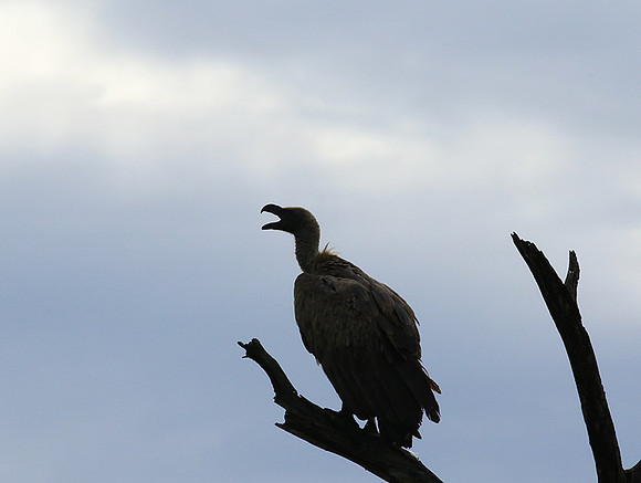 White backed vulture - Mala Mala game reserve