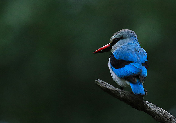 Woodland kingfisher - Mala Mala game reserve