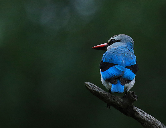 Woodland kingfisher - Mala Mala game reserve