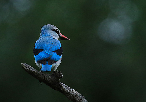 Woodland kingfisher - Mala Mala game reserve