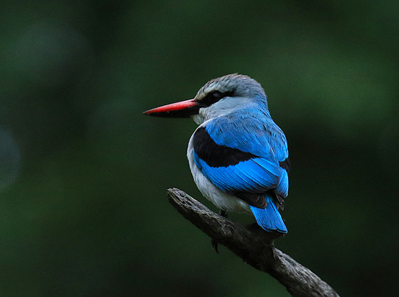 Woodland kingfisher - Mala Mala game reserve