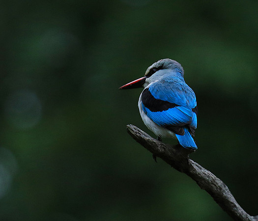 Woodland kingfisher - Mala Mala game reserve