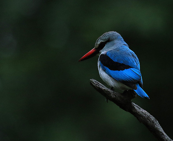 Woodland kingfisher - Mala Mala game reserve