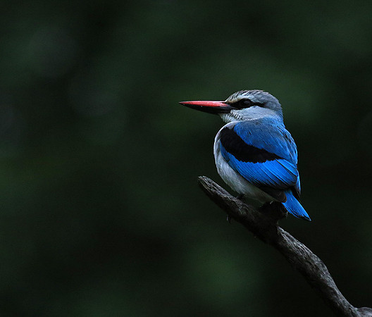 Woodland kingfisher - Mala Mala game reserve