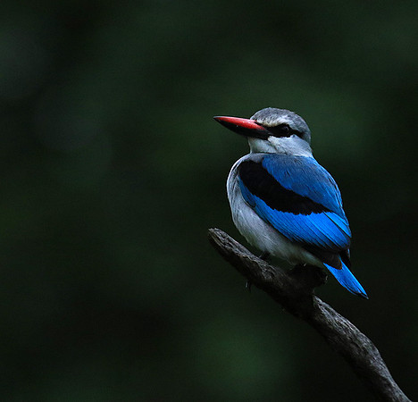 Woodland kingfisher - Mala Mala game reserve
