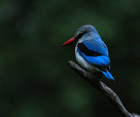 Woodland kingfisher - Mala Mala game reserve