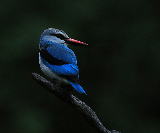 Woodland kingfisher - Mala Mala game reserve