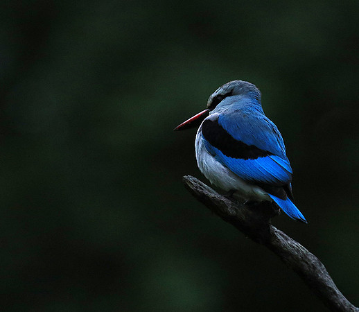 Woodland kingfisher - Mala Mala game reserve