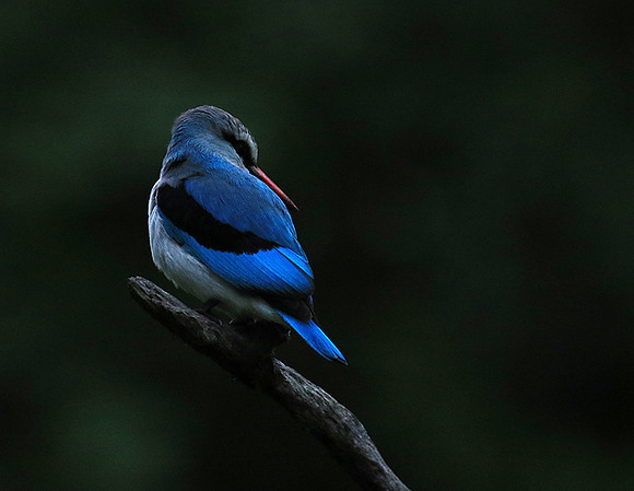 Woodland kingfisher - Mala Mala game reserve