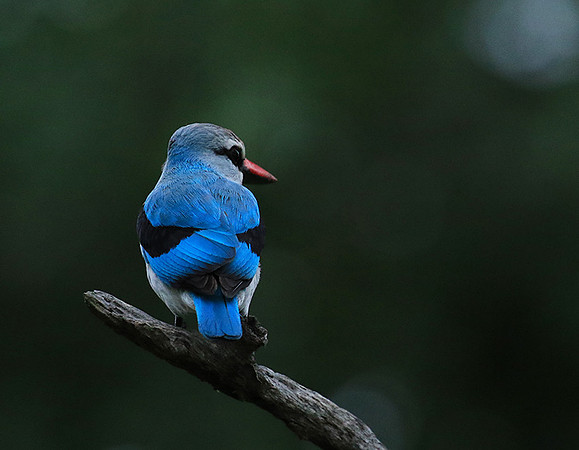 Woodland kingfisher - Mala Mala game reserve