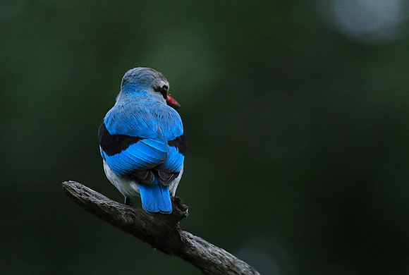 Woodland kingfisher - Mala Mala game reserve