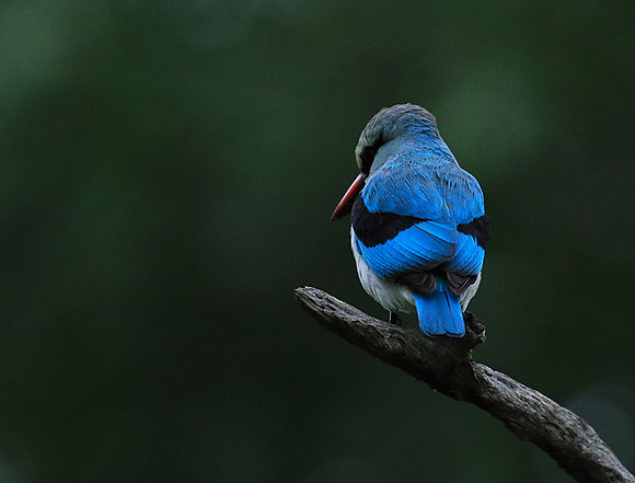 Woodland kingfisher - Mala Mala game reserve