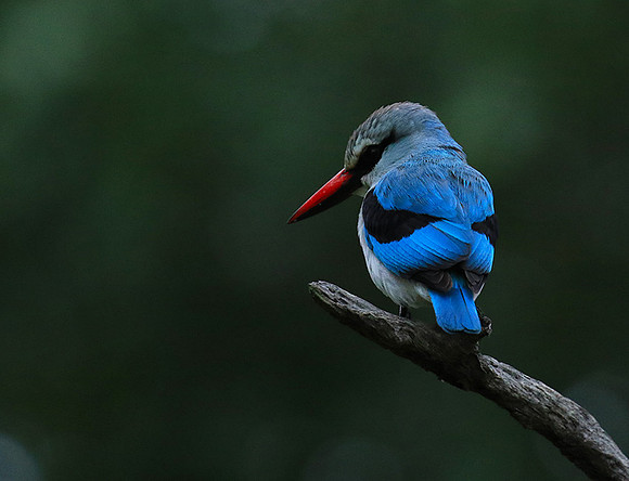 Woodland kingfisher - Mala Mala game reserve