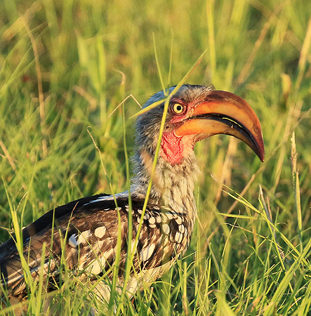 Yellow-billed hornbill - Mala Mala game reserve
