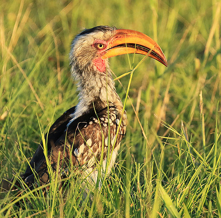 Yellow-billed hornbill - Mala mala game rerserve