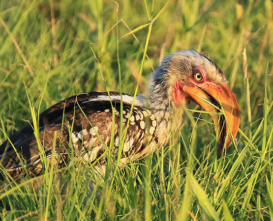 Yellow-billed hornbill - Mala mala game rerserve
