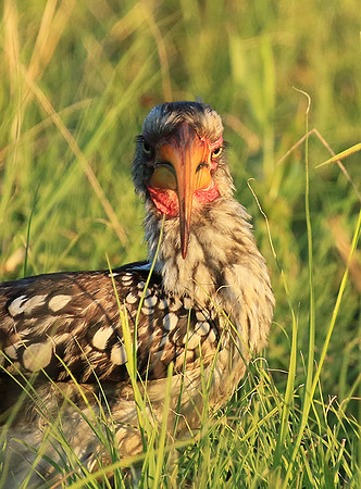 Yellow-billed hornbill - Mala mala game rerserve