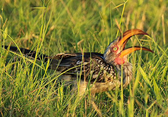 Yellow-billed hornbill - Mala mala game rerserve