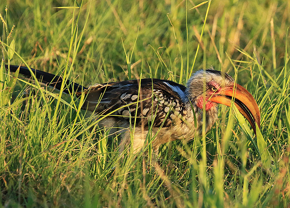 Yellow-billed hornbill - Mala mala game rerserve