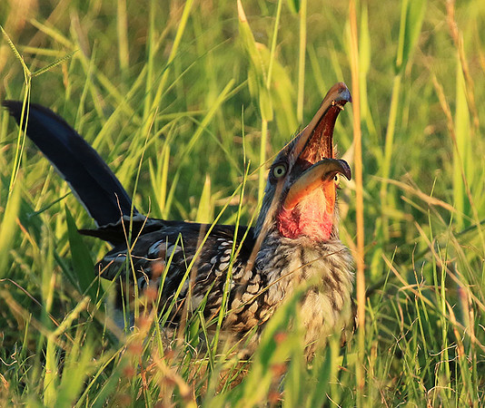 Yellow-billed hornbill - Mala mala game rerserve