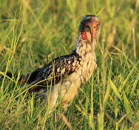 Yellow-billed hornbill - Mala mala game rerserve