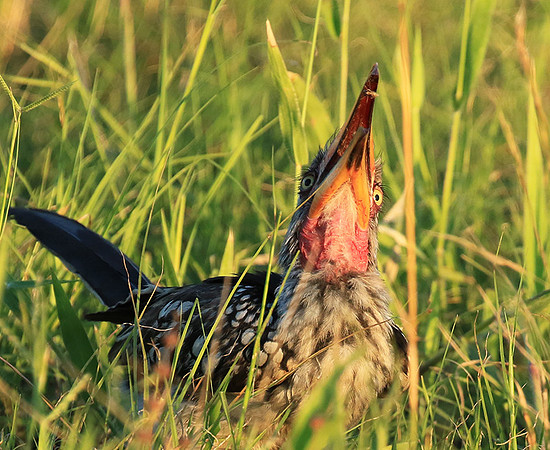 Yellow-billed hornbill - Mala mala game rerserve