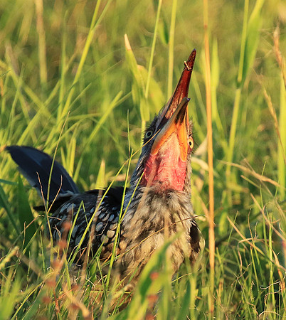 Yellow-billed hornbill - Mala mala game rerserve