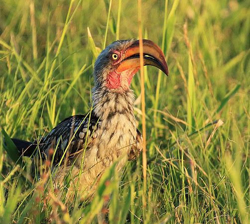 Yellow-billed hornbill - Mala Mala game reserve
